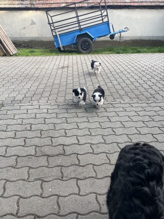 Border collie kiskutyák