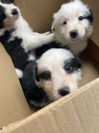 Border collie kiskutyák