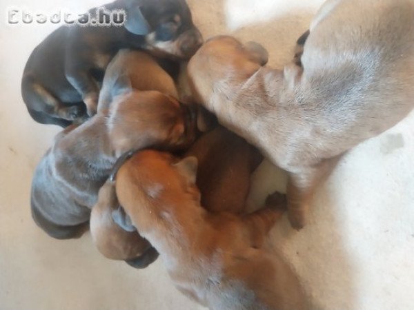 Törpe tacskó kiskutyak