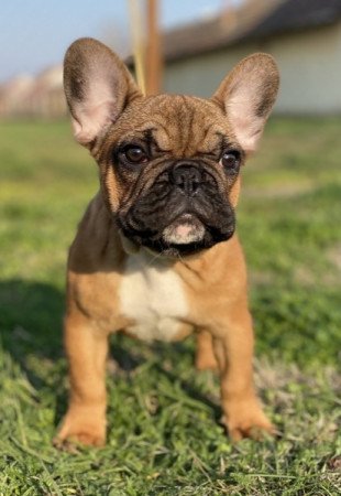 Francia bulldog