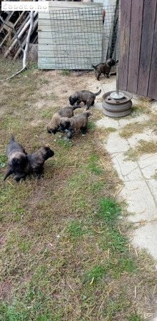 Sarplaninac jellegű kiskutyák eladók.