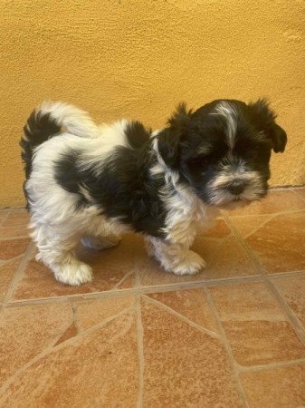 Bichon Havanese