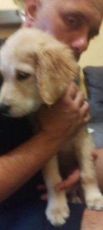 golden retriever fajtatiszta jellegű