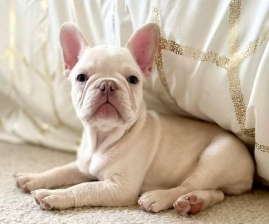 Francia bulldog