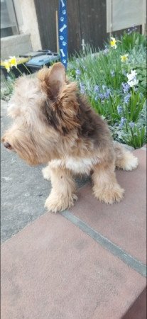 Yorkshire terrier