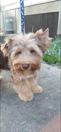 Yorkshire terrier