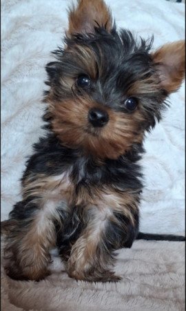 Yorkshire Terrier