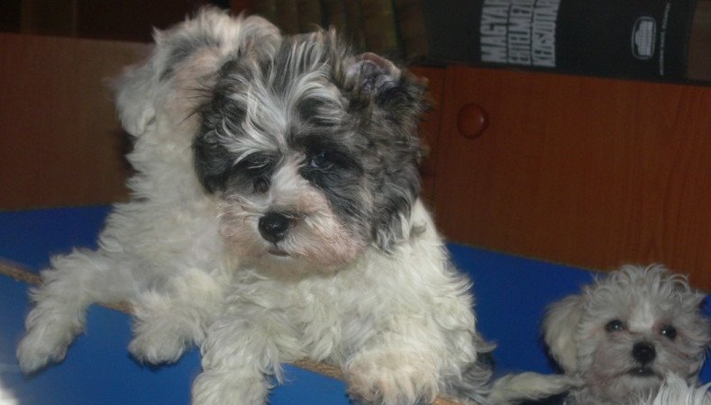 Bichon havanese