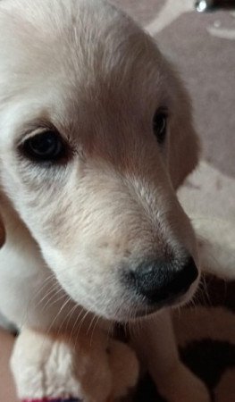 golden retriever fajtatiszta jellegű