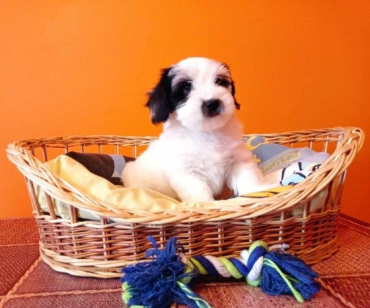 Bichon Havanese