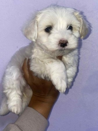 Bichon Havanese