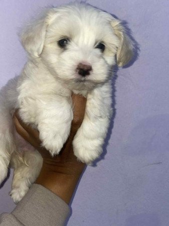 Bichon Havanese