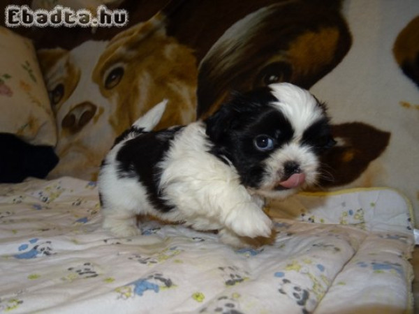 Shih tzu kiskutyák 06300941979