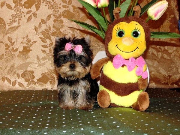 Yorkshire Terrier, Yorki