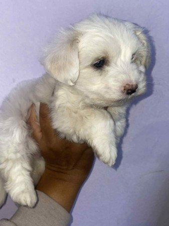 Bichon Havanese