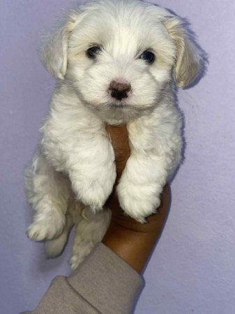 Bichon Havanese