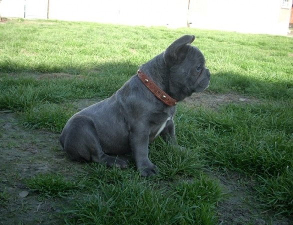 Francia bulldog