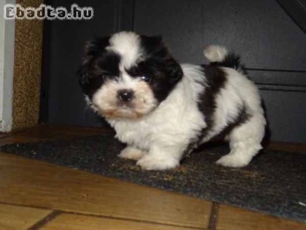 Shih tzu kiskutyák 06300941979