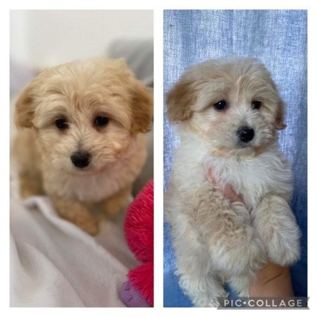 Maltipoo maltai selyem es torpe uszkar