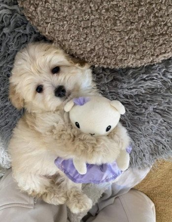 Maltipoo maltai selyem es torpe uszkar