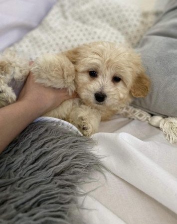 Maltipoo maltai selyem es torpe uszkar