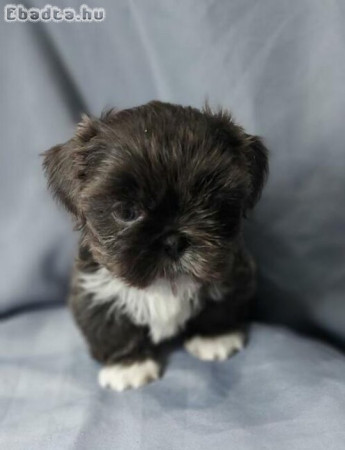 Shih tzu kiskutyák 06300941979