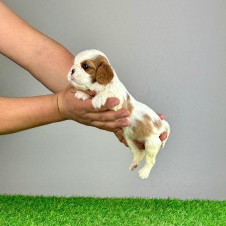 Cavalier King Charles Spàniel