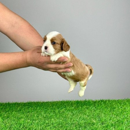 Cavalier King Charles Spàniel