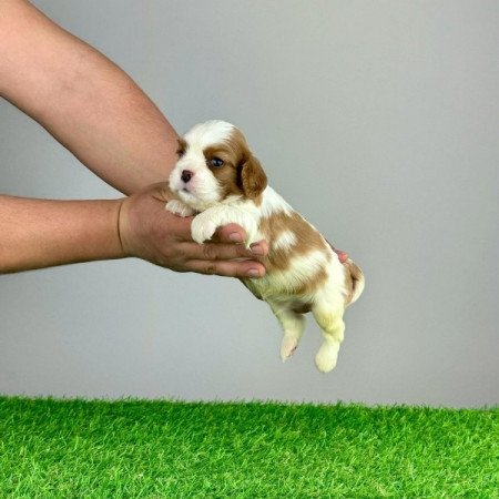 Cavalier King Charles Spàniel