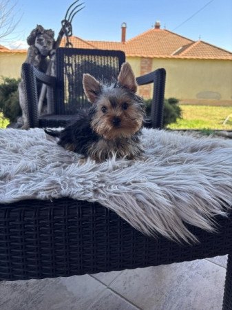 Yorkshire terrier