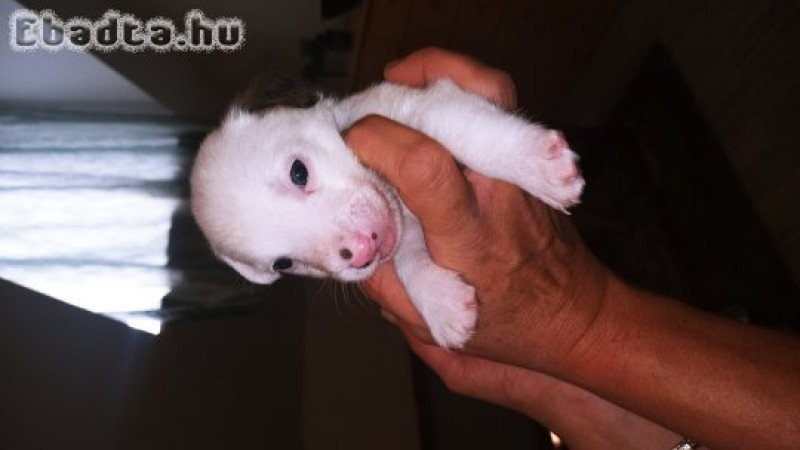 Jack Russel jellegű kiskutyák