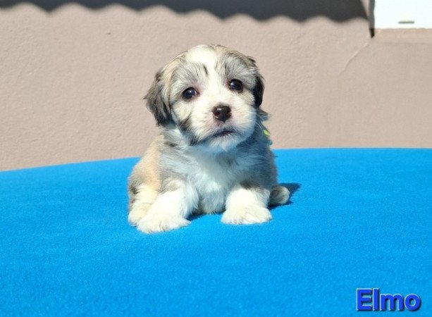 Bichon havanese