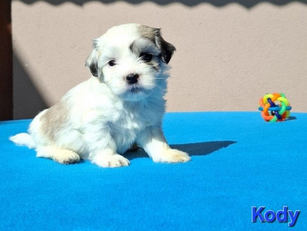 Bichon havanese