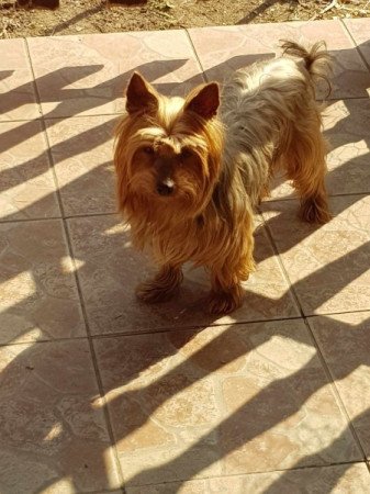 Yorkshire terrier