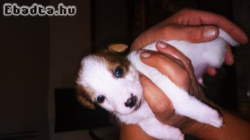 Jack Russel jellegű kiskutyák Veresegyház