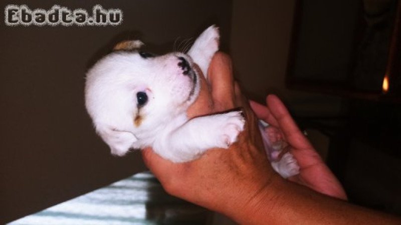 Jack Russel jellegű kiskutyák Veresegyház