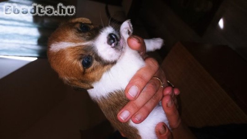 Jack Russel jellegű kiskutyák Veresegyház