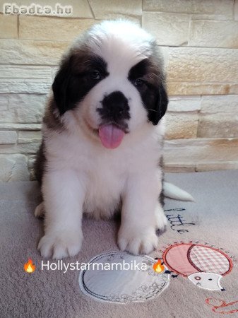 Bernáthegyi kiskutyák garanciásTenyészetből!