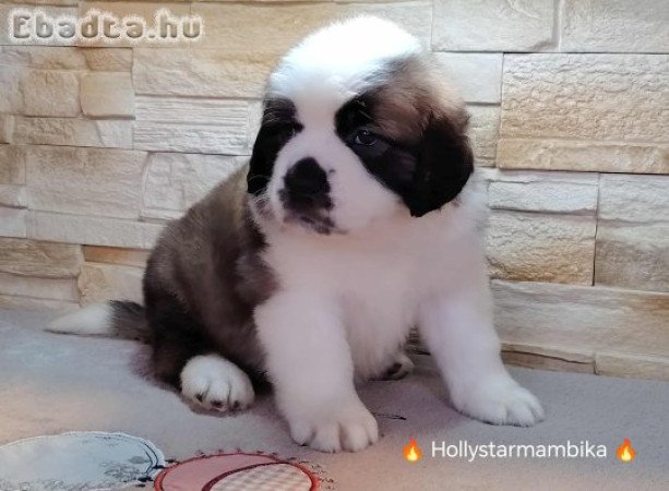 Bernáthegyi kiskutyák garanciásTenyészetből!