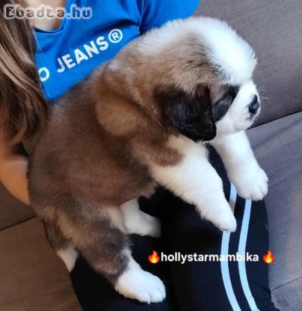 Bernáthegyi kiskutyák garanciásTenyészetből!