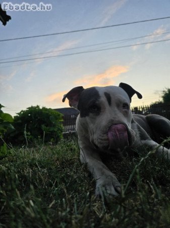 Amstaff kislány költözne