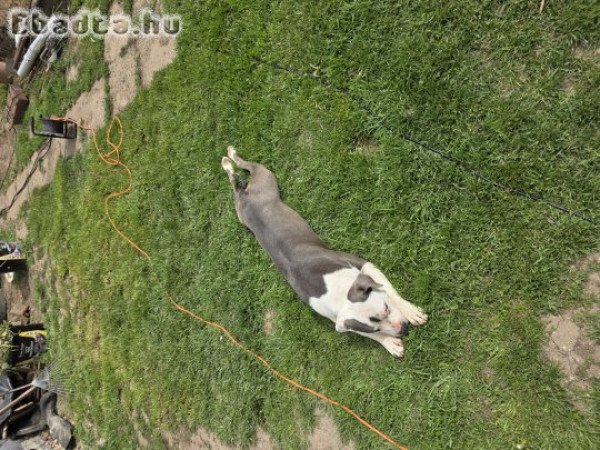 Amstaff kislány költözne