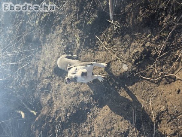 Amstaff kislány költözne