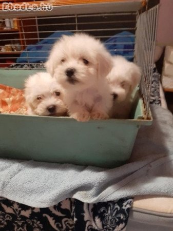 Máltai kiskutyák eladók