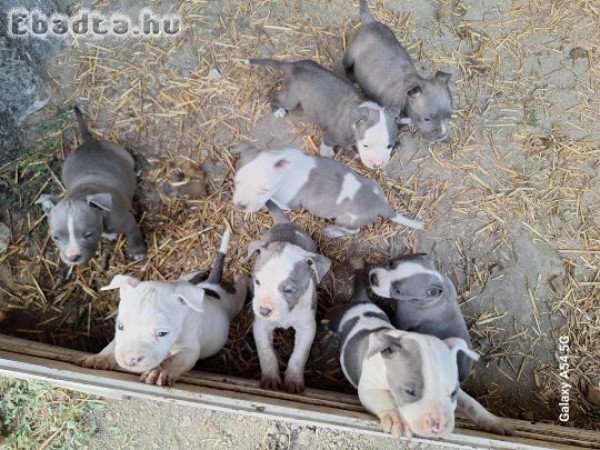 Eladó Staffordshire terrier