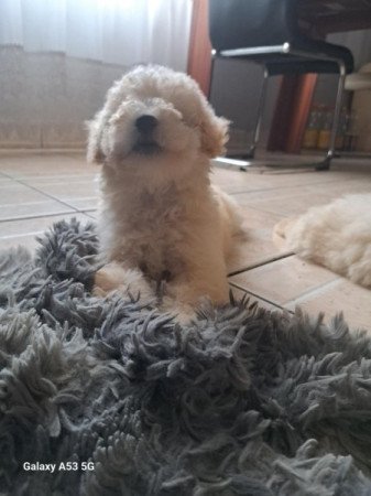 Máltai+uszkár=Maltipoo havanese bichon