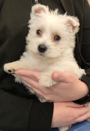 west highland white terrier