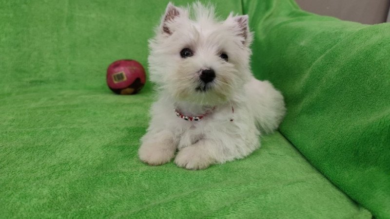 west highland white terrier