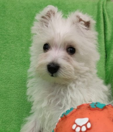 west highland white terrier