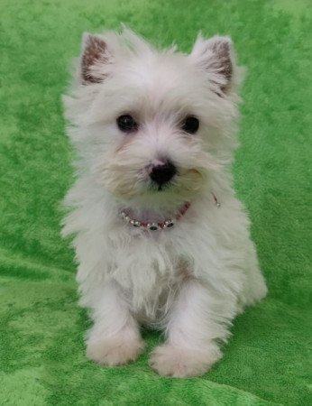 west highland white terrier